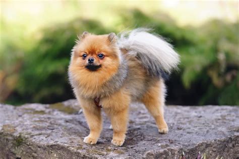german spitz breed information health appearance personality cost