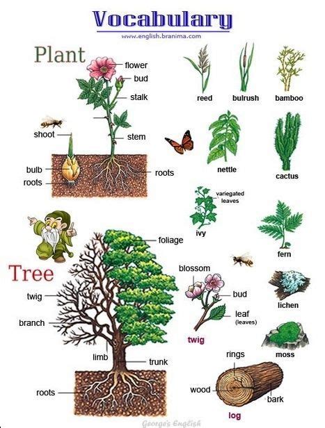 Some English Vocab For Plants And Trees Plants Vocabulary English