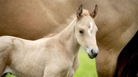 Neonatal Maladjustment Syndrome In Foals School Of Veterinary Medicine