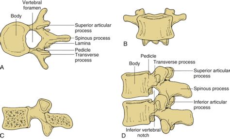 Lumbar And Sacral Spine Neupsy Key