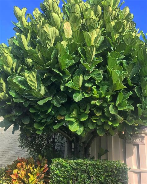 Long green figs that are usually hidden beneath the large coarse leaves. rachel thomson on Instagram: "A big fiddle leaf fig I ...