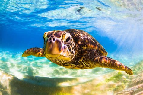 Auscape/uig/universal images group/getty images flatback turtles (natator depressus) live primarily o. Aluminum/Canvas Fine Art print of Hawaiian Green Sea ...