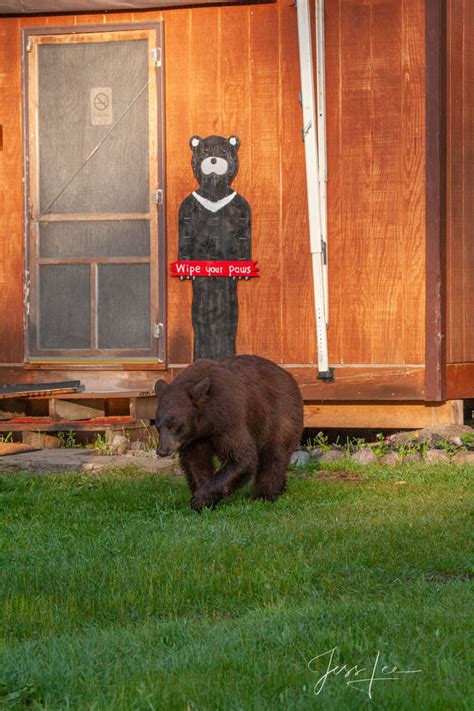 Black Bear At A Cabin Rocky Mountains Photos By Jess Lee