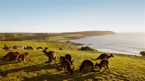 Adelaide 7 Days Kangaroo Island And Barossa Valley Self Drive Package