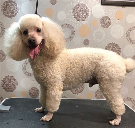 75 Awesome Poodle Haircuts To Try Poodle Haircut Poodle Cuts Toy