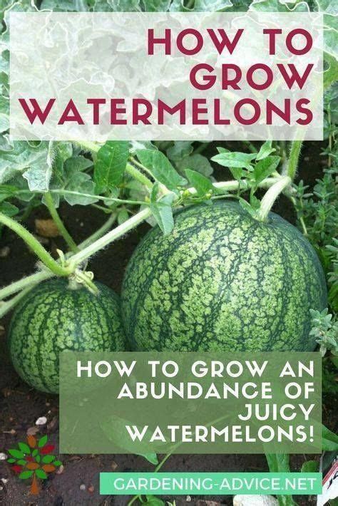 How To Grow Watermelons How To Grow Watermelon Raised