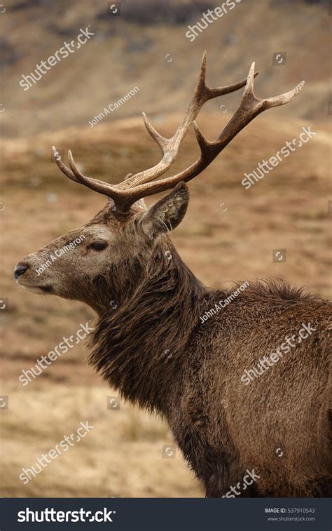 Wild Red Deer Stag In The Scottish Highlands Stock Photo 537910543
