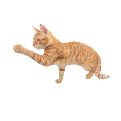 Ginger Cat Animal Pet Short Haired Paw Ginger Cat Animal Pet Png