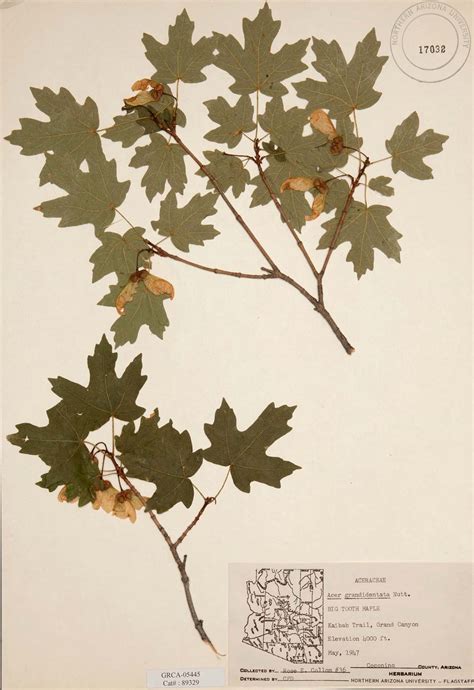 herbarium | Definition & Importance | Britannica