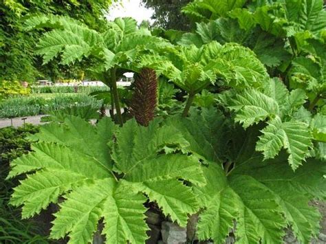 Hardy Tropical Plants You Can Grow Tropical Landscaping