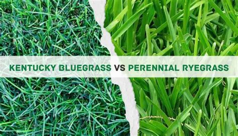 Kentucky Bluegrass Vs Perennial Ryegrass Differences