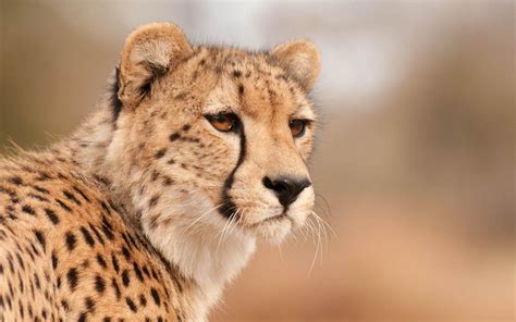 Cheetah Cool Wallpapers Top Free Cheetah Cool Backgrounds