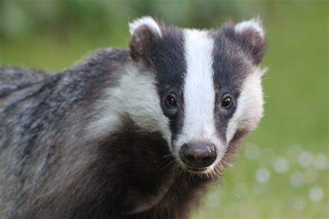 5 Facts About Badgers You Didnt Know
