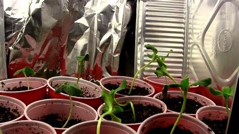 Transplanting Vegetable Seedlings Into Red Solo Cups And A Redneck