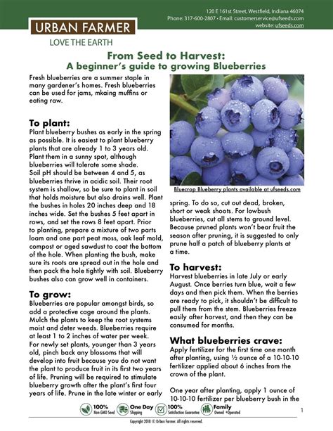 Instructions For Growing Blueberries Growing Blueberries Blueberry