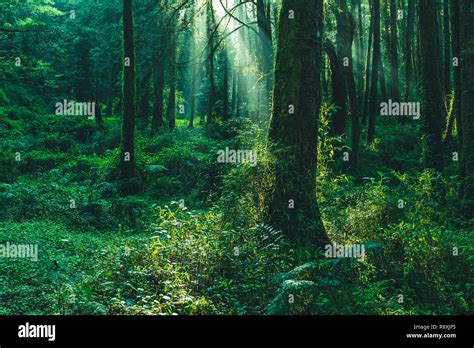 Sun Beams In The Forest In Ali Mountain Taiwan Stock Photo Alamy