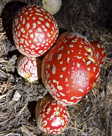 One Good Thing: Magic Mushrooms