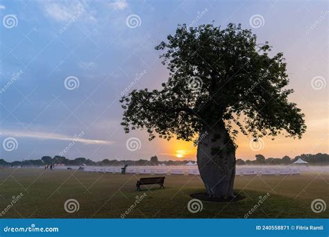A Tree In Aspire Park Doha Qatar Editorial Photo Image Of