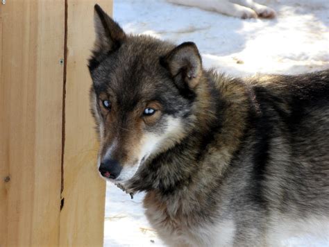 Filesiberian Husky Wolfgray Sweden Wikimedia Commons