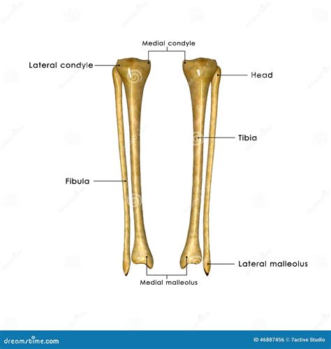 Tibia Fibula Anatomy Anatomy Book