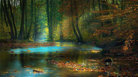 Sun Light Passing Through Green Trees Between River Sunbeam Autumn 4k Hd Nature Wallpapers Hd