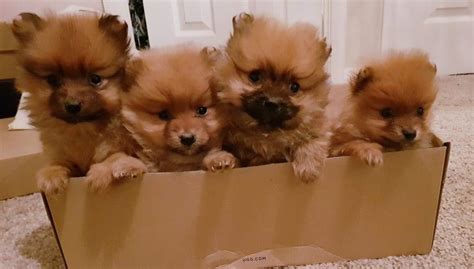 Pomeranian Puppies For Sale Pets4homes Pomeranian Puppy For Sale