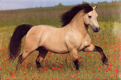 They show remarkable intelligence and endurance, as nature is the best breeder of tough, surefooted endurance horses. buckskin horse running stallions animals