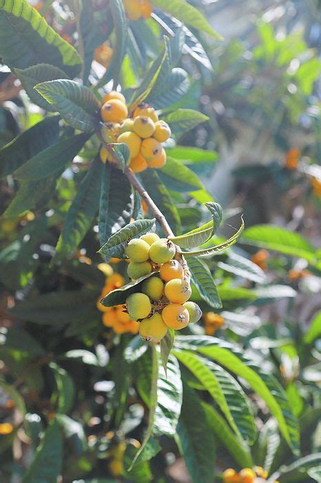 Loquats By Cathy Lindsey Loquats Edible Garden Fruit Trees