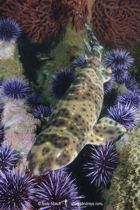 Swellshark Cephaloscyllium Ventriosum