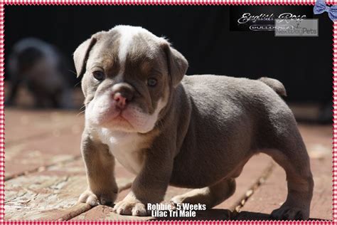 Siess ranch has beautiful english bulldog puppies. Sold: English Bulldog puppy for sale near Tulsa, Oklahoma. | d848baa8-c501