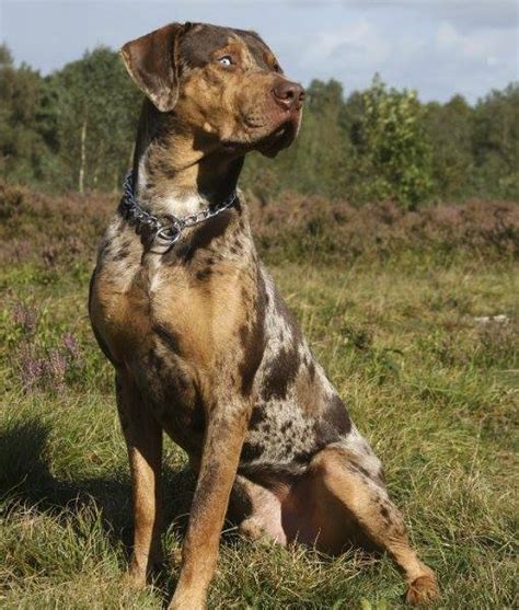 The Catahoula Cow Dog Catahoula Cur The Louisiana Cattle Dog