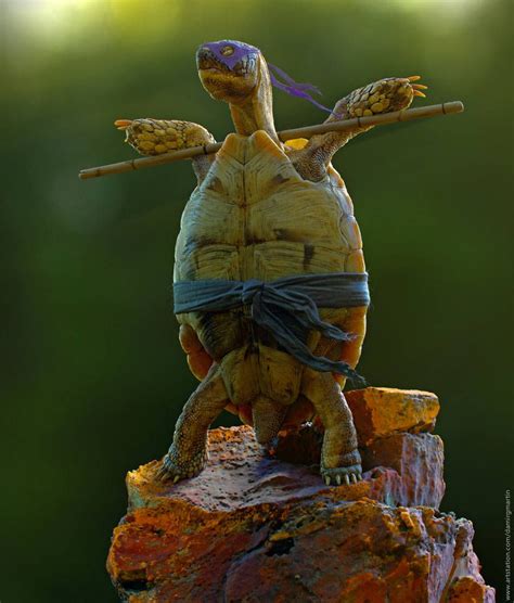 The Real Ninja Turtle Err Tortoise By Damir G Martin Real Ninja