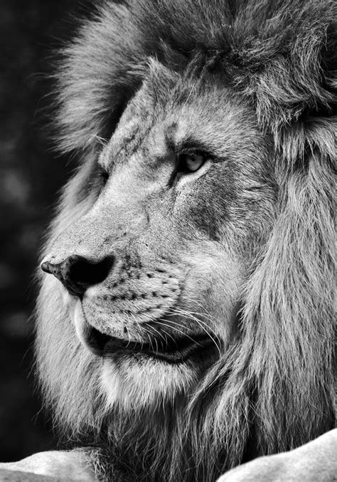 Here you can explore hq black hair transparent illustrations, icons and clipart with filter setting like size, type, color etc. High Contrast Black And White Of A Powerful Male Lion Face ...