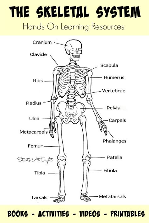 Printable Diagram Of The Skeletal System