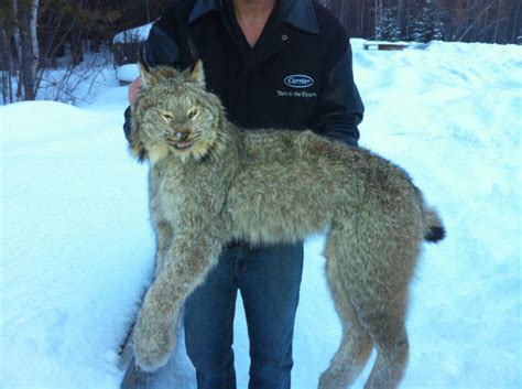 Lynx Trapping British Hunting