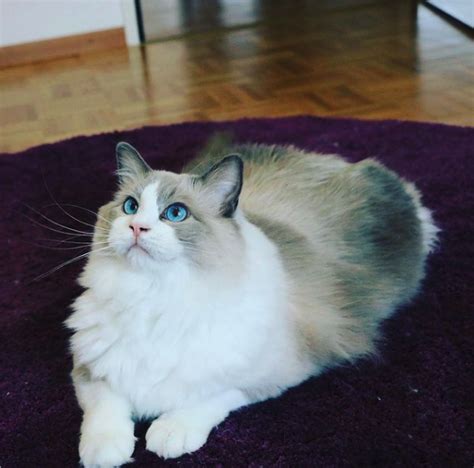 Find Out Everything You Need To Know About Bicolor Ragdoll Cats