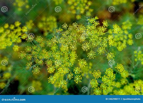 Fresh Dill Anethum Graveolens Growing On The Vegetable Bed Annual Herb