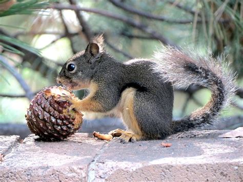 What Do Squirrels Eat Fantastic Pest Control
