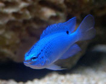 Blue Fish - Blue Photo (28506600) - Fanpop