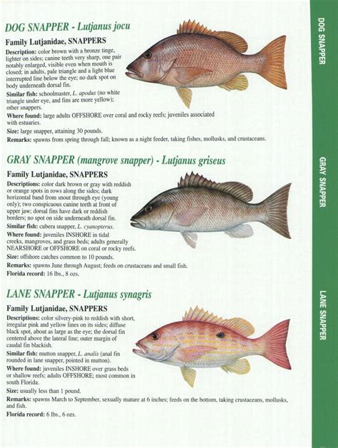 Crystal River Fishing Report Florida Gulf Fish Identification Charts