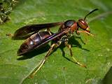 Pictures of Paper Wasp