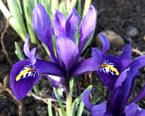 Iris Reticulata Bulbs — Buy Blue Irises Online At Farmer Gracy Uk