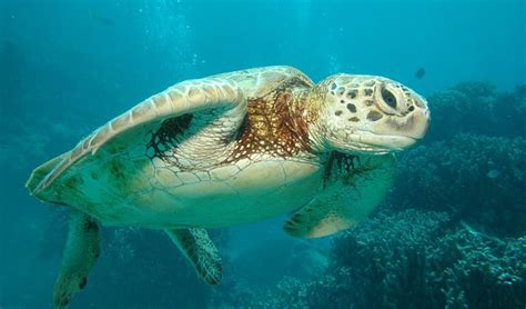 Turtles Of The Great Barrier Reef Ingesting Dangerous Chemicals