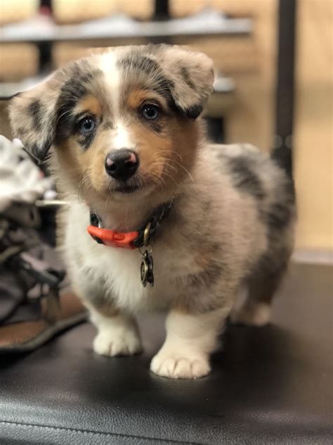 Puppies for sale in the want ad digest find golden retrievers, labradors, german shepherds and more. @samsonthecorgi.sosa Pembroke Welsh Corgi and Australian ...