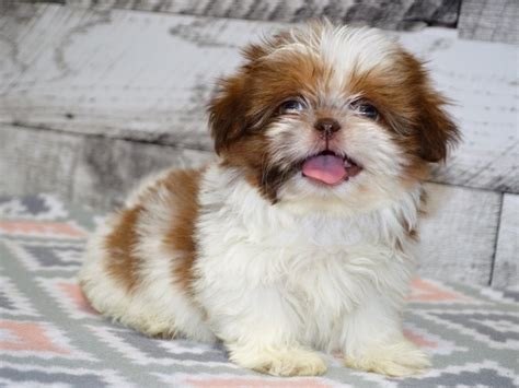 Shih Tzu Dog Male Red And White 3090703 Petland Dunwoody Puppies For Sale
