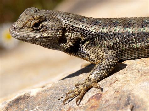 Western Fence Lizard Coniferous Forest