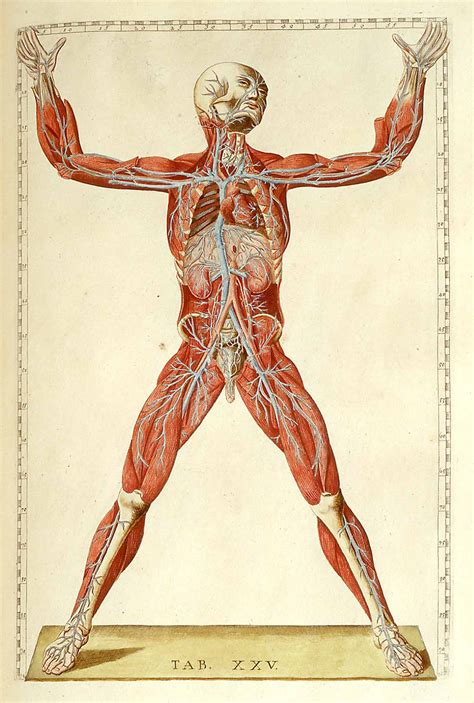 Here, in part one of my anatomy series, i will cover gathering reference for the model, as this is the most important part when it comes to reproducing an écorché figure, before we look at how to roughly block in the torso. Visionlearning | Biology | Absorption, Distribution, and ...