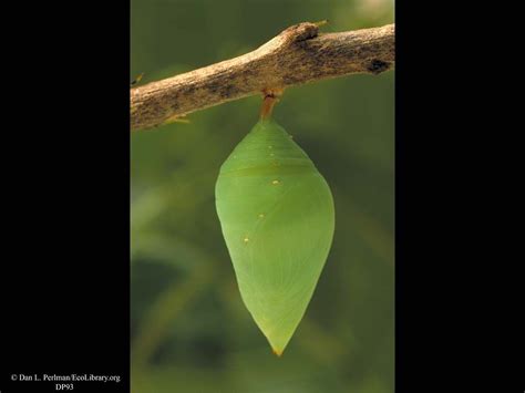 Butterfly pupa, Morpho life cycle | Blue morpho butterfly ...