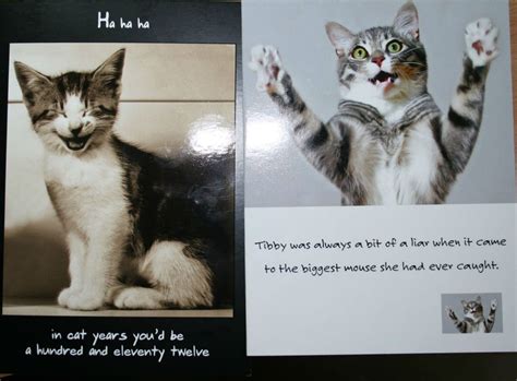 Cat Meme Quote Funny Humor Grumpy Kitten Wallpaper 1440x1062 355216