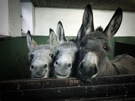 Three Donkeys Alexanderhüls Flickr